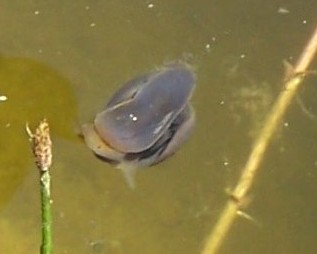 Tiere am Teich